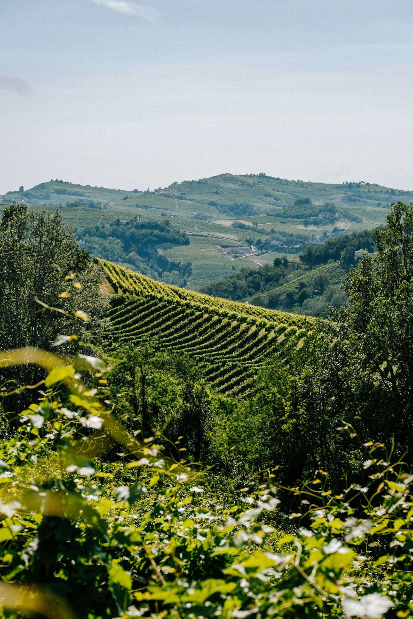Colline coltivate a vite, con i filari che scendono verso il bosco